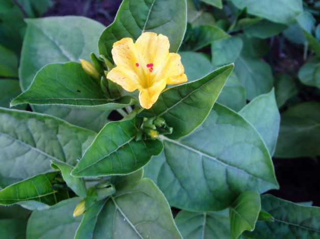 Обои картинки фото цветы, цветок, желтый, листья, бутоны