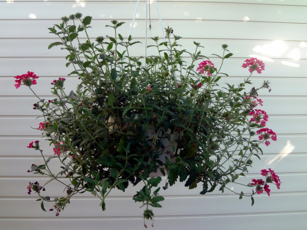 Обои картинки фото цветы, горшок, стена, куст