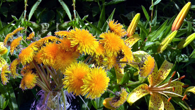 Обои картинки фото цветы, разные вместе, лилии, одуванчики