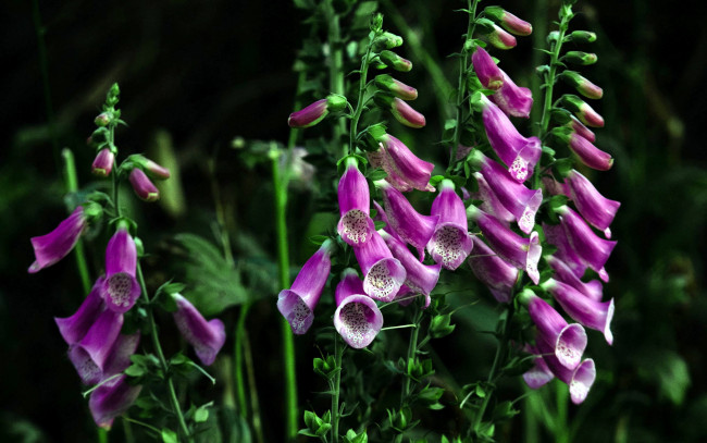 Обои картинки фото цветы, дигиталис , наперстянка