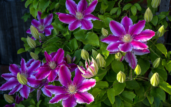 Обои картинки фото цветы, клематис , ломонос, розовый