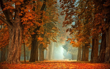 Картинка природа парк осень листопад