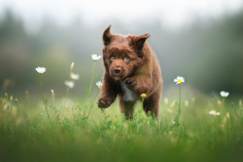 Картинка животные собаки собака