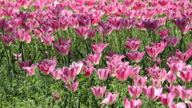 Обои картинки фото цветы, тюльпаны, клумба, розовые, много