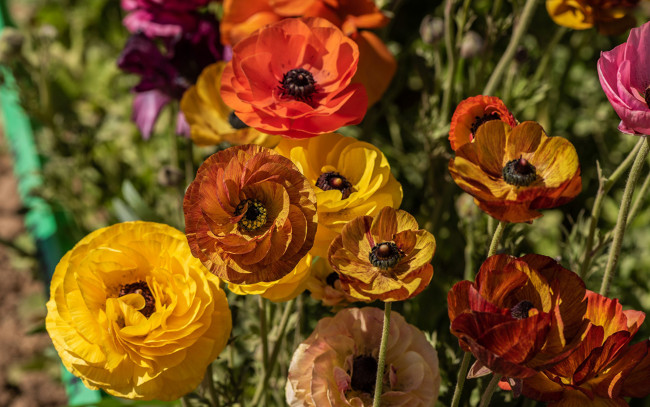 Обои картинки фото цветы, ранункулюс , азиатский лютик, разноцветные