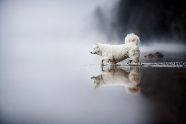 Обои картинки фото животные, собаки, собака