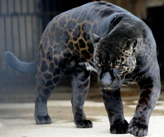 Обои картинки фото яглев, животные, ягуары, гибрид