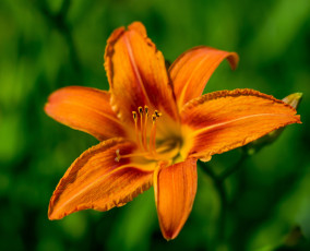 Картинка цветы лилии +лилейники цветок