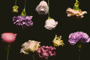 обоя цветы, разные вместе