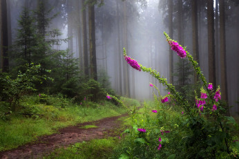 Картинка цветы дигиталис+ наперстянка