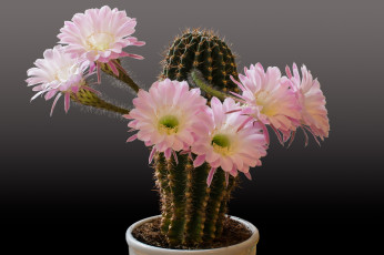 обоя цветы, кактусы, кактус