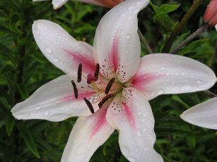 Картинка цветы лилии лилейники