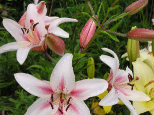 Картинка цветы лилии лилейники