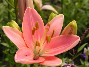 Картинка цветы лилии лилейники