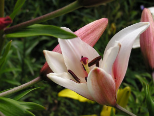 Картинка цветы лилии лилейники