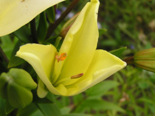 Картинка цветы лилии лилейники