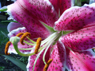 Картинка цветы лилии лилейники