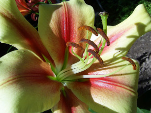 Картинка цветы лилии лилейники