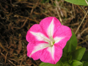 Картинка цветы петунии калибрахоа