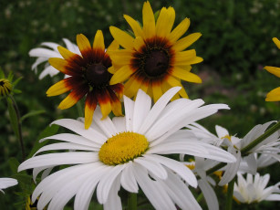 Картинка цветы разные вместе