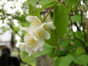 Картинка цветы жасмин