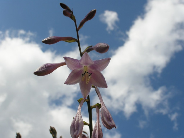 Обои картинки фото цветы