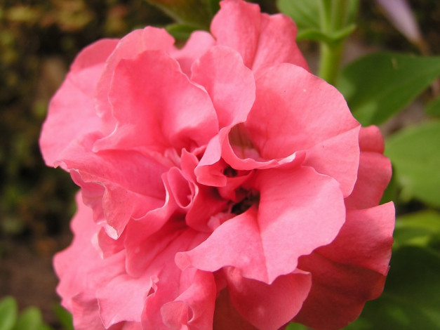 Обои картинки фото цветы, бальзамины