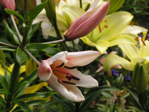 Обои картинки фото цветы, лилии, лилейники