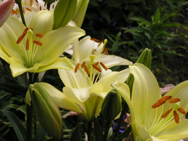 Обои картинки фото цветы, лилии, лилейники