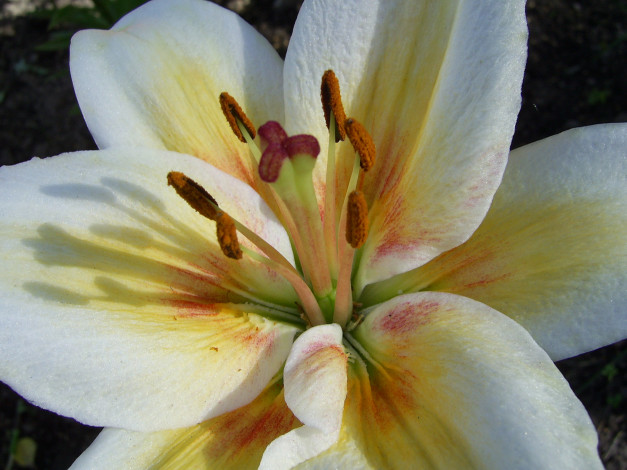 Обои картинки фото цветы, лилии, лилейники