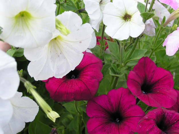 Обои картинки фото цветы, петунии, калибрахоа