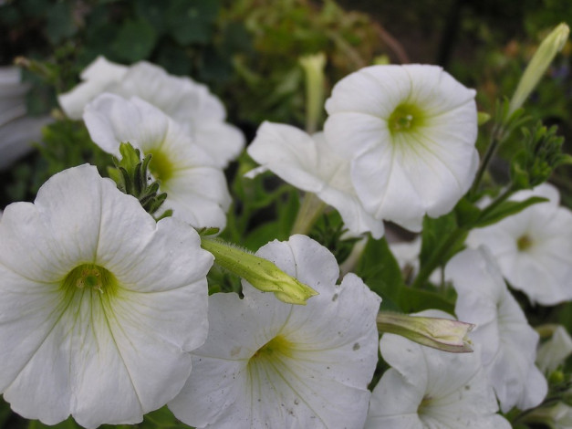 Обои картинки фото цветы, петунии, калибрахоа