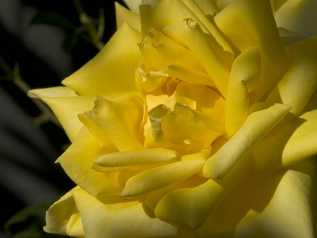 Обои картинки фото цветы, розы