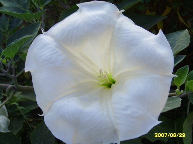 Обои картинки фото цветы, бругмансия, дурман, трубы, ангела