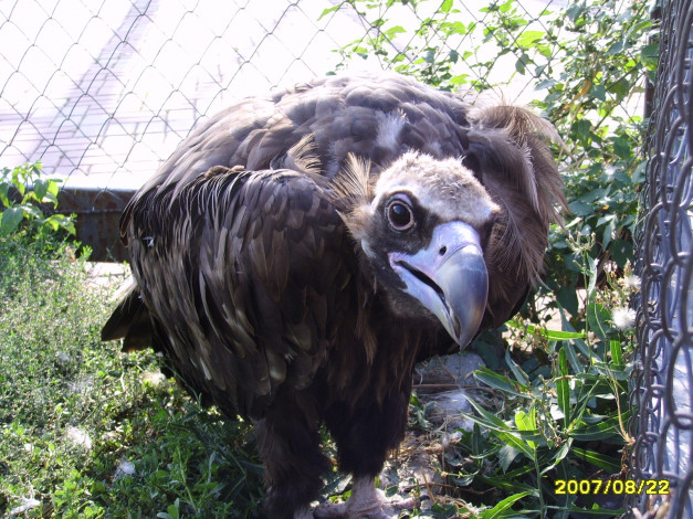 Обои картинки фото животные, птицы, хищники