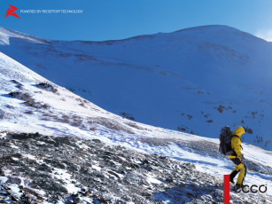 обоя бренды, ecco