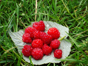 Картинка еда малина