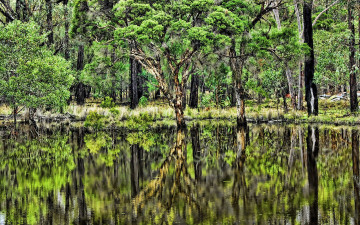 Картинка природа лес