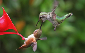 Картинка животные колибри