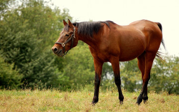 Картинка животные лошади
