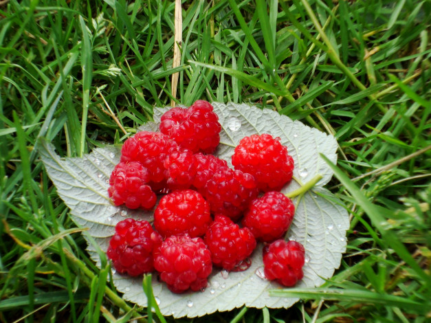 Обои картинки фото еда, малина