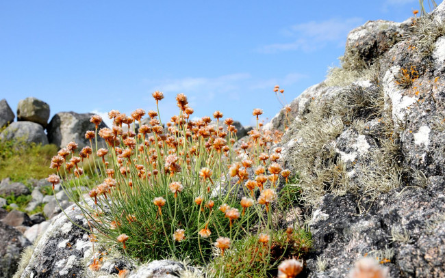 Обои картинки фото цветы, луговые, полевые
