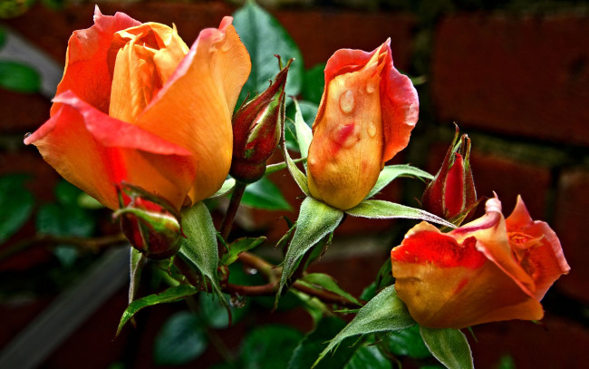 Обои картинки фото цветы, розы