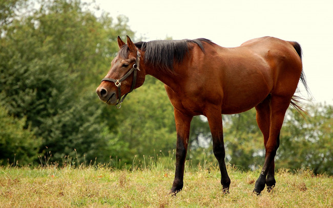 Обои картинки фото животные, лошади