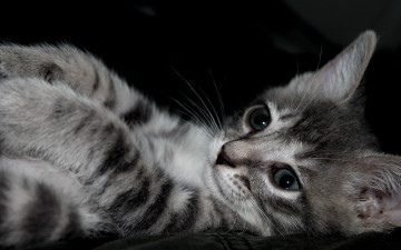 Картинка авт alenushka 1989 животные коты