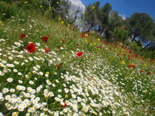 Картинка цветы луговые полевые ромашка мак