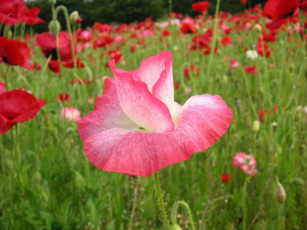 Картинка цветы маки