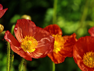 Картинка цветы маки