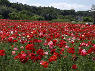 Картинка цветы маки