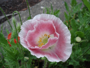 Картинка цветы маки